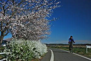 サイクリング 公益社団法人 佐倉市観光協会 観光施設 イベント情報をご案内