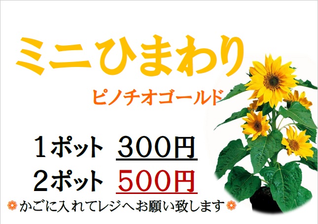 6月28日 つぎのポット苗販売 ひまわりのつぼみが出てきました 公益社団法人 佐倉市観光協会 観光施設 イベント情報をご案内